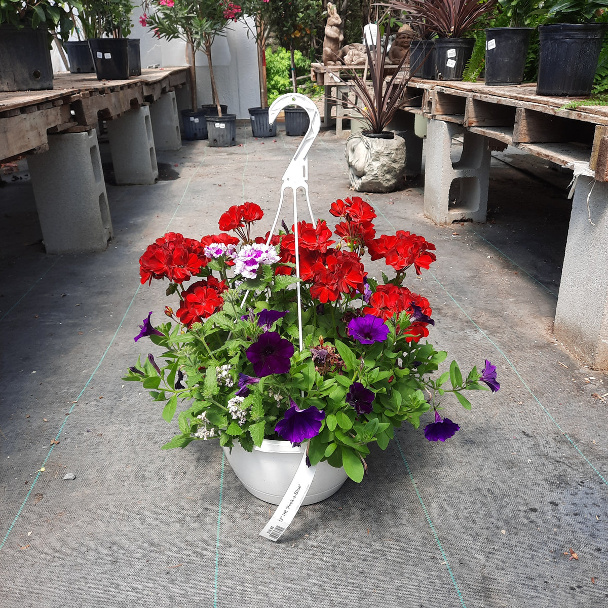 12" Hanging Basket 'PeekaBlue' Carp Garden Centre West Ottawa