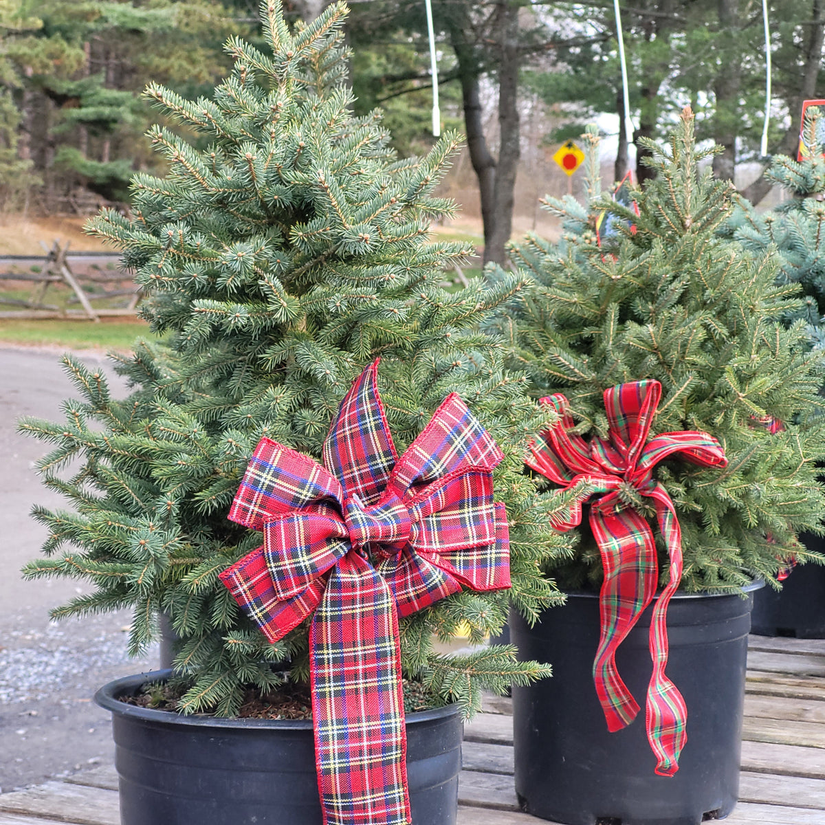 Live Potted Christmas Tree White Spruce Carp Garden Centre West