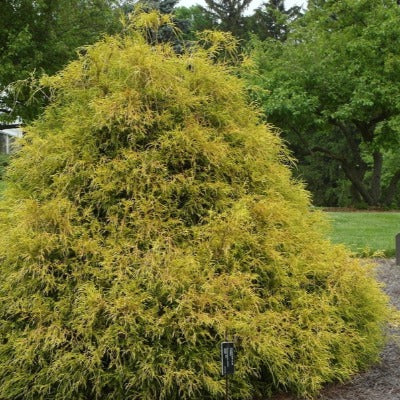 Chamaecyparis pisifera 'Golden Mop' - Tree