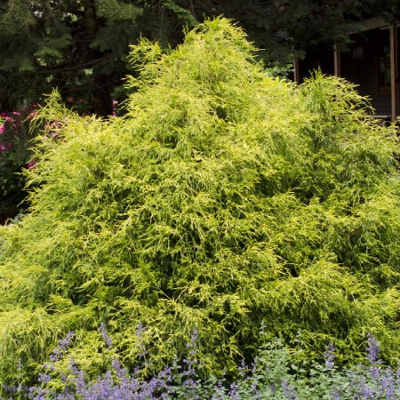 Chamaecyparis pisifera 'Golden Mop' - Tree
