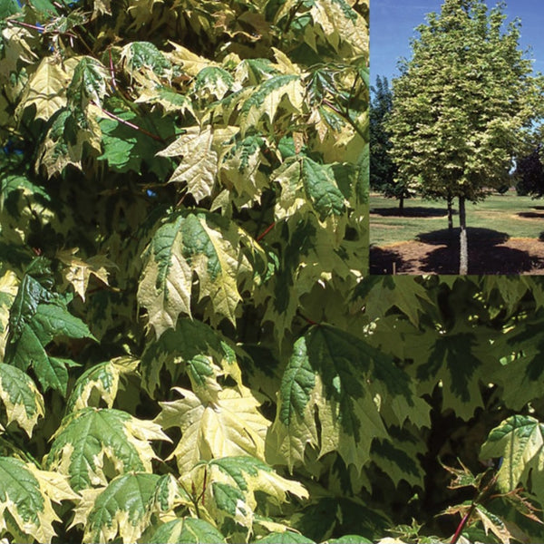 Harlequin Maple 'Drummondii' - Large Caliper