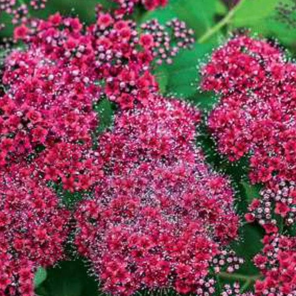 Spirea 'Double Play Red'