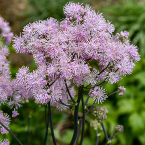 Thalictrum 'Cotton Candy' PW