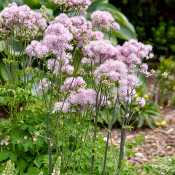 Thalictrum 'Cotton Candy' PW