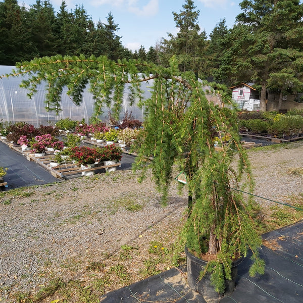 Varied Directions Larch