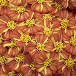 Yarrow 'Desert Eve Terracotta'
