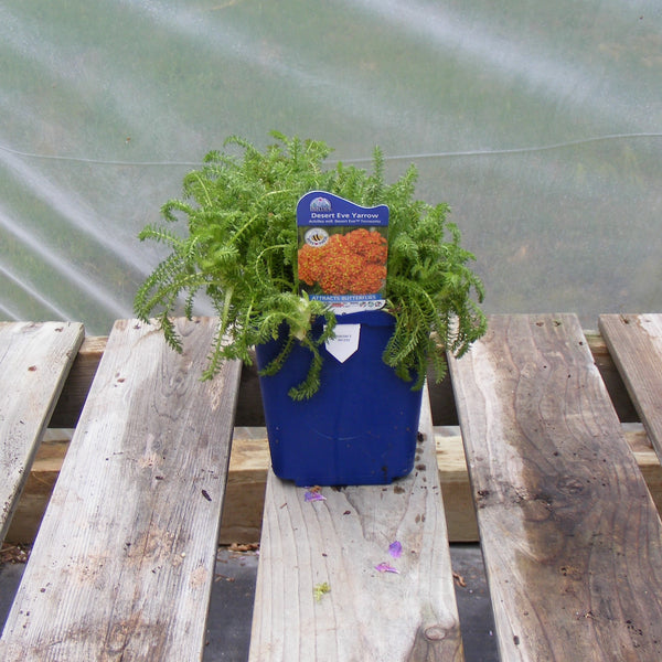 Yarrow 'Desert Eve Terracotta'