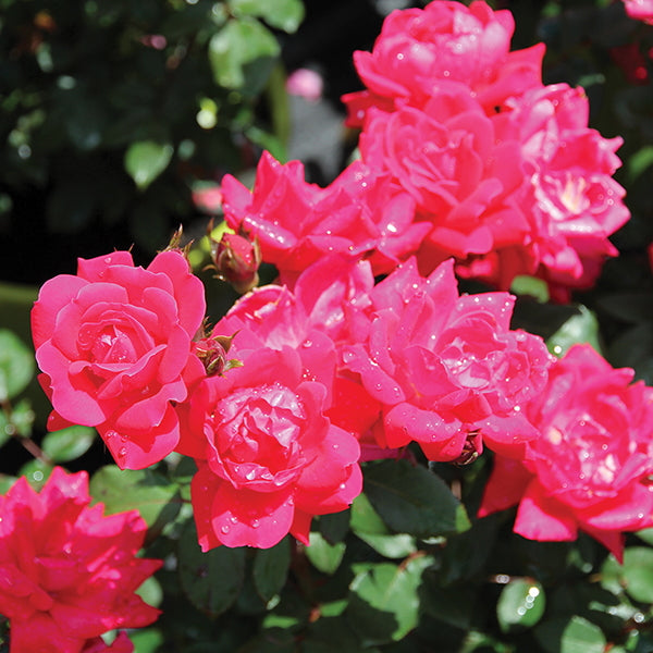 Rose 'Double Knock Out’ (Red)