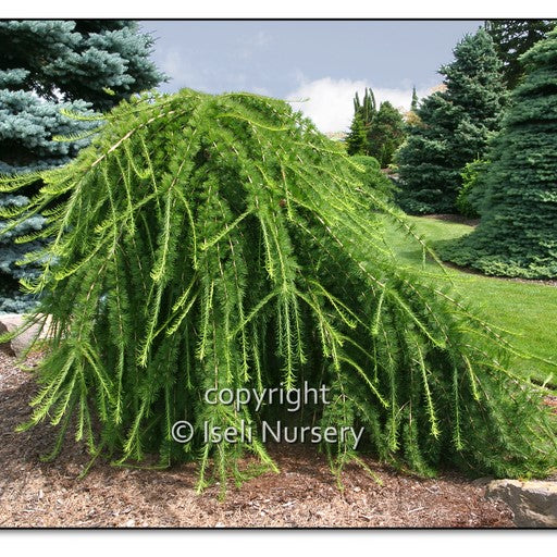 Varied Directions Larch