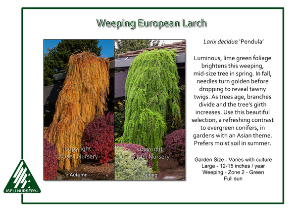 Weeping European Larch 'Pendula'