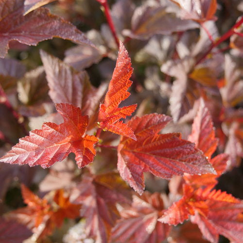 Ninebark 'Ginger Wine' PW