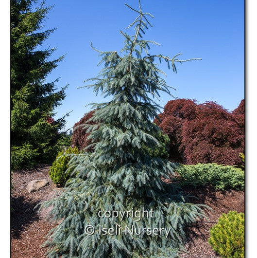Engelmann Spruce 'Bush's Lace'