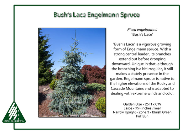 Engelmann Spruce 'Bush's Lace'