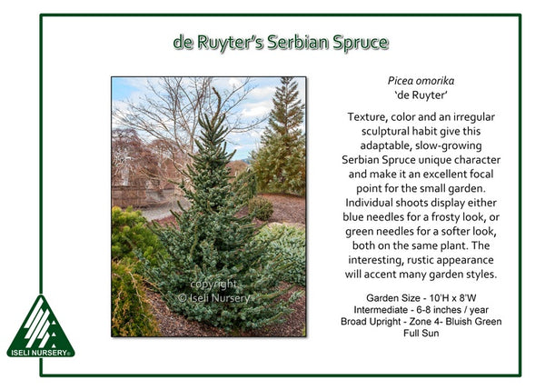 Serbian Spruce 'de Ruyter’s'