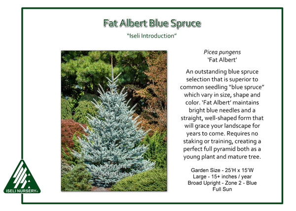 Blue Spruce 'Fat Albert' - Large Caliper