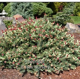Colorado Spruce 'Hermann Naue'