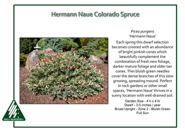 Colorado Spruce 'Hermann Naue'