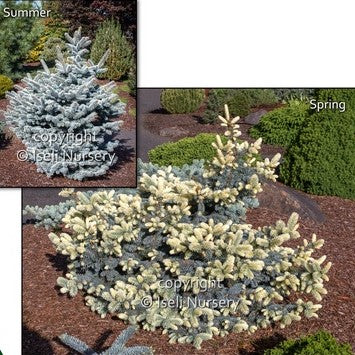 Spring Gold Colorado Spruce 'Niemetz'