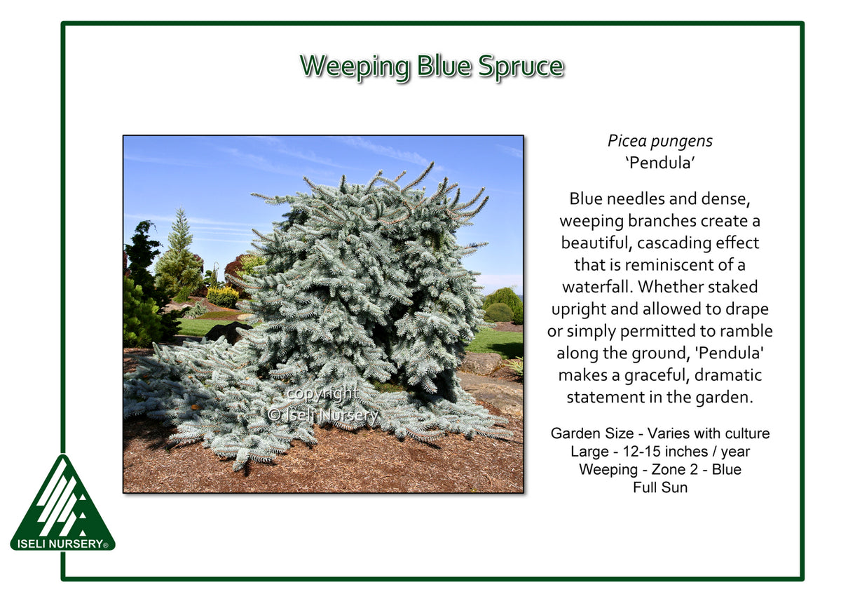 Weeping Blue Spruce 'Pendula' – Carp Garden Centre - West Ottawa