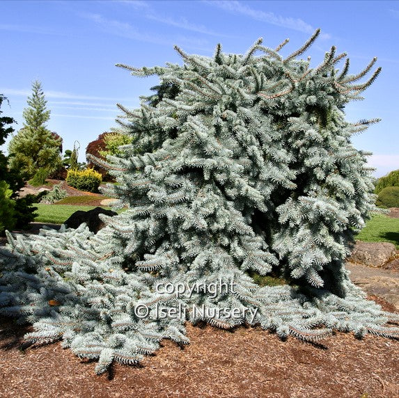 Weeping Blue Spruce 'Pendula'