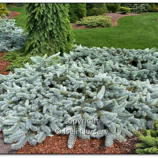 Blue Spruce 'Procumbens'