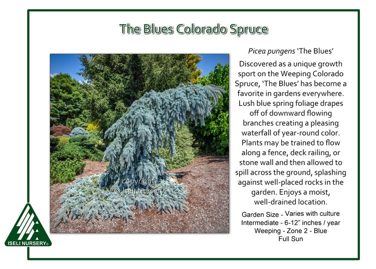 Spruce, Colorado var.Glacier Blue 