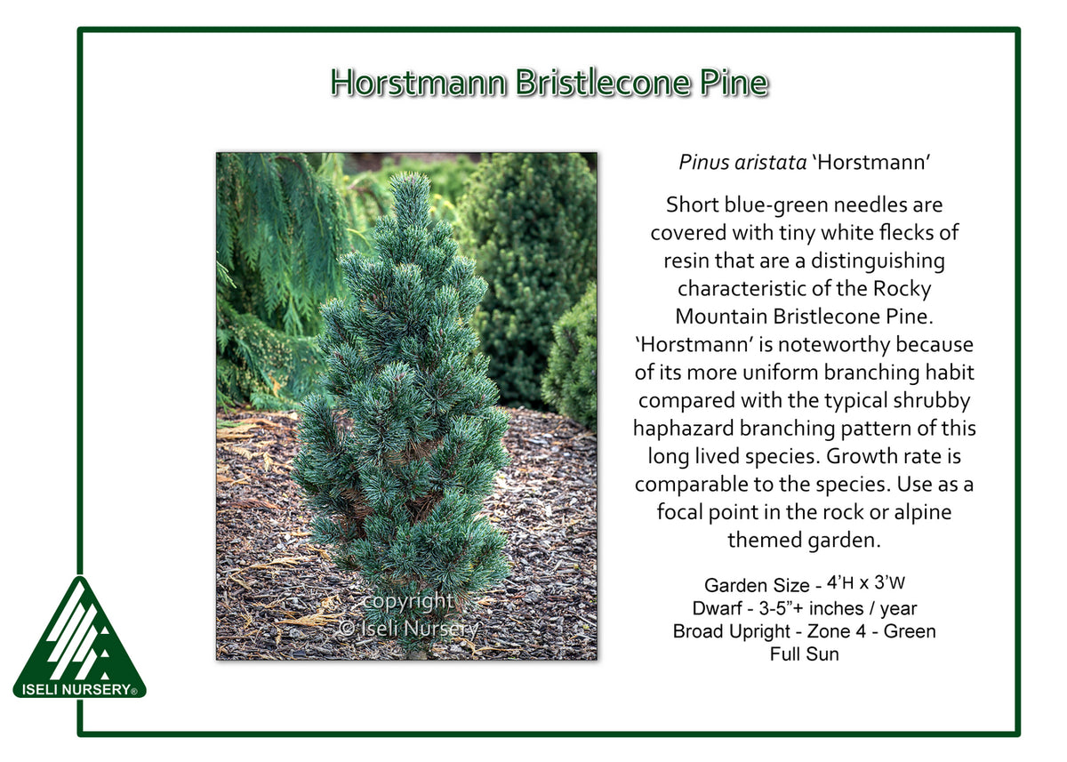 Horstmann Bristlecone Pine – Carp Garden Centre - West Ottawa