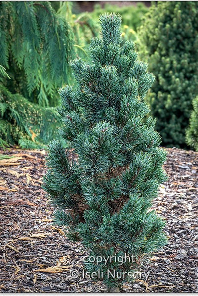 Horstmann Bristlecone Pine