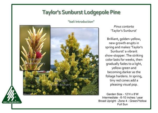 Lodgepole Pine 'Taylor’s Sunburst'
