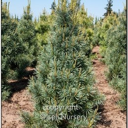 Limber Pine 'Extra Blue'