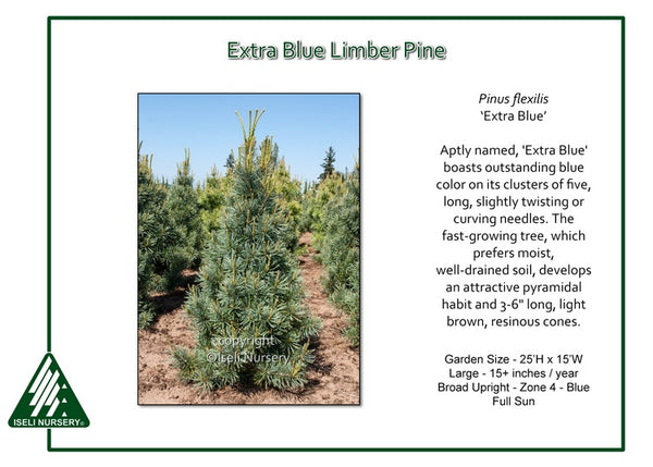 Limber Pine 'Extra Blue'