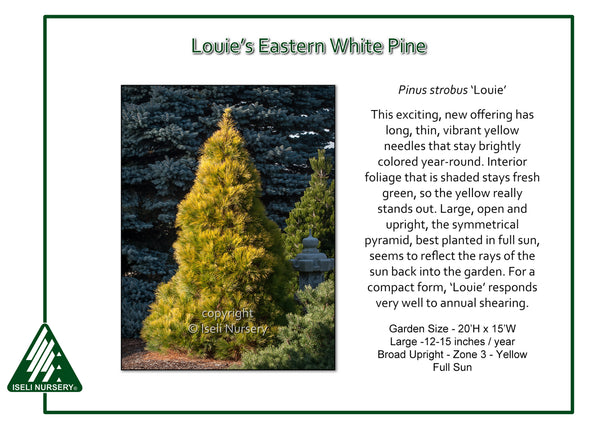 Eastern White Pine 'Louie'