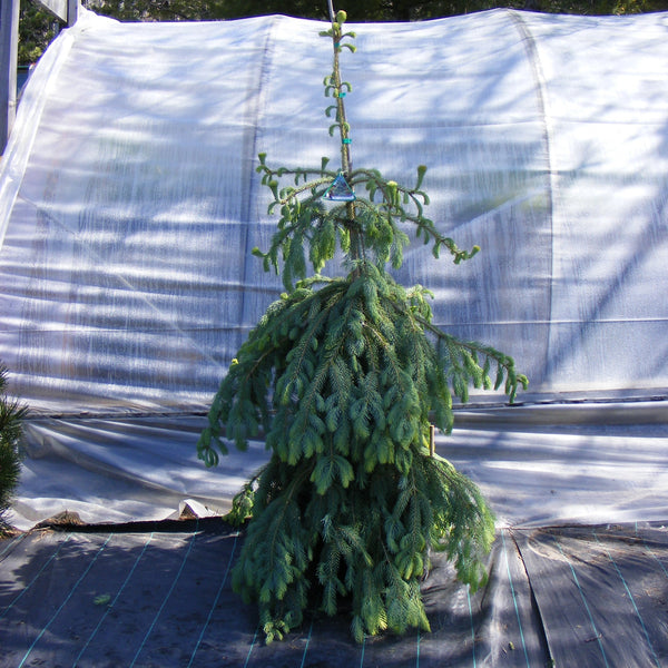 Engelmann Spruce 'Bush's Lace'
