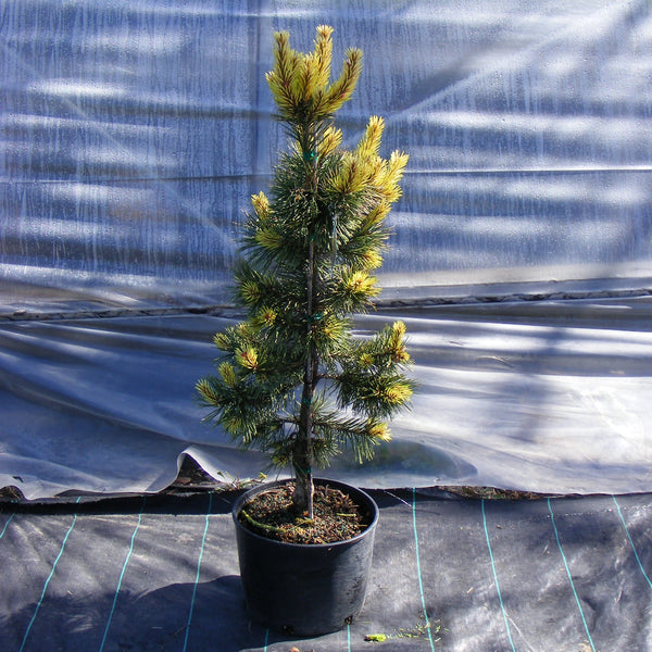 Lodgepole Pine 'Taylor’s Sunburst'