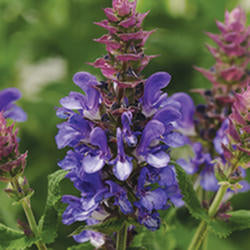 Salvia 'Blue Marvel’
