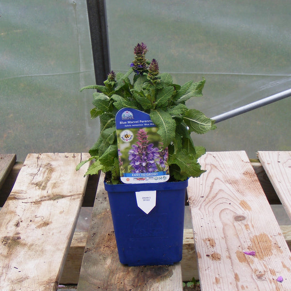 Salvia 'Blue Marvel’