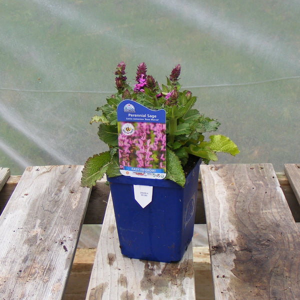 Salvia 'Rose Marvel’