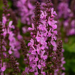 Salvia 'Rose Marvel’