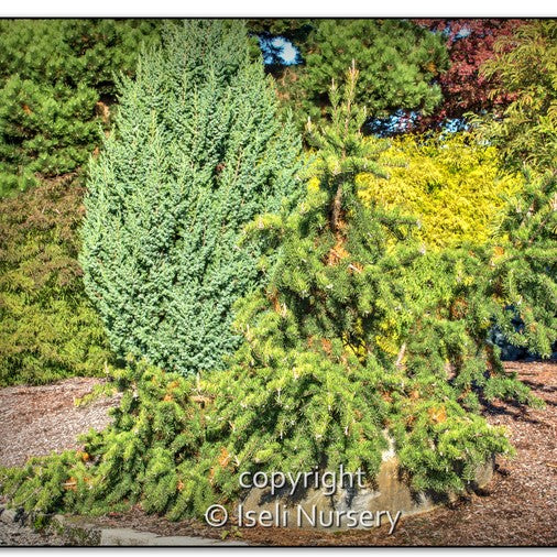 Jack Pine 'Uncle Fogy'