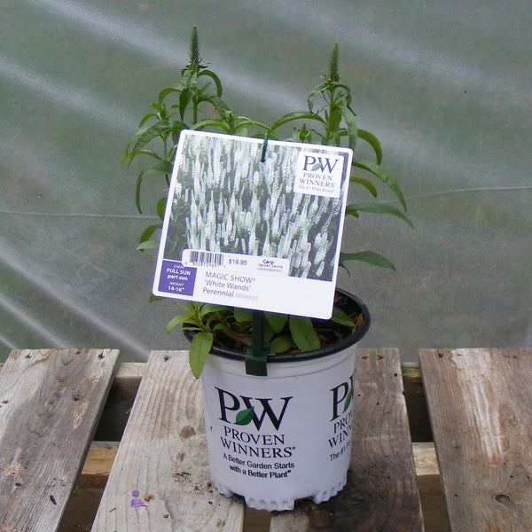 Veronica 'White Wands'