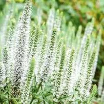 Veronica 'White Wands'