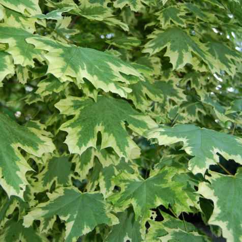 Harlequin Maple 'Drummondii' - Large Caliper