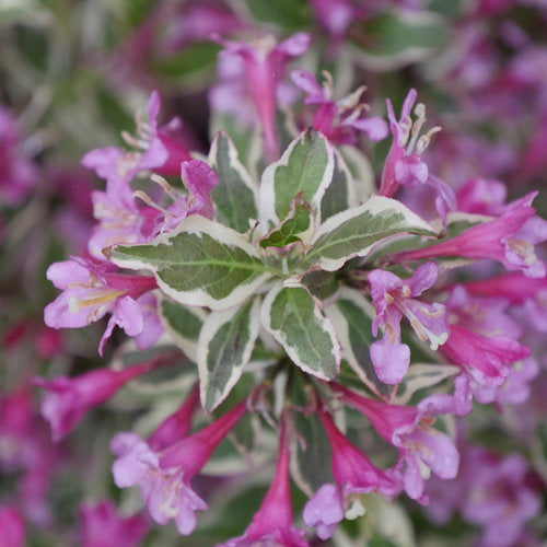 Weigela 'My Monet Purple Effect'