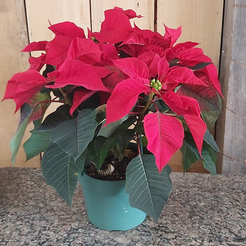 Poinsettias &amp; More