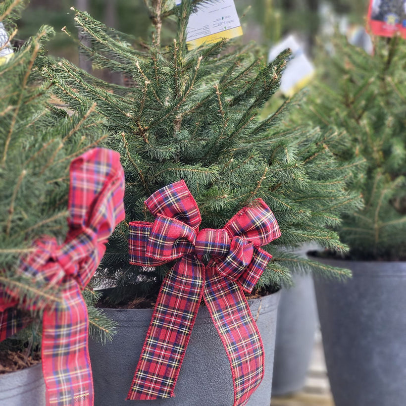 Live Potted Christmas Trees