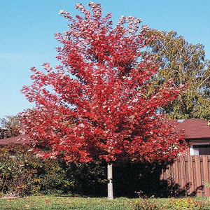 Maple 'Autumn Blaze' - Large Caliper