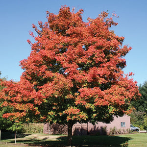 Sugar Maple 'Green Mountain' - Large Caliper