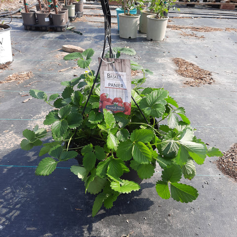 Strawberry Hanging Basket 10"