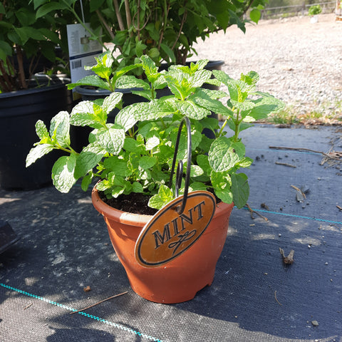 Mint 'Spearmint' 6"
