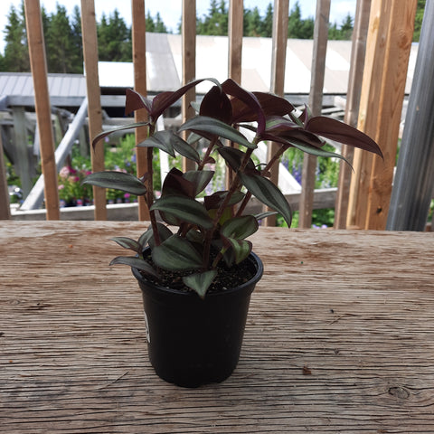 Tradescantia 'Green' 4"
